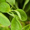 OREGANO OIL BENEFITS, USES & MORE