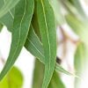 ALL ABOUT EUCALYPTUS OIL