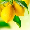 ALL ABOUT LEMON OIL