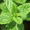 ALL ABOUT SPEARMINT OIL