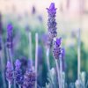 8 RECIPES FOR RELAXATION WITH LAVENDER OIL