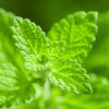 14 DIY PEPPERMINT OIL RECIPES TO COOL, UPLIFT, & REVIVE!