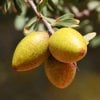 THE NOURISHING AND PROTECTIVE BENEFITS OF ARGAN OIL