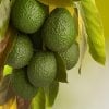 USES OF AVOCADO OIL FOR MASSAGE & NATURAL SKINCARE