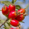 “THE OIL OF YOUTH” – COSMETIC & THERAPEUTIC USES OF ROSEHIP OIL