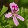 A GUIDE TO GERANIUM OIL VARIETIES & THEIR BENEFITS