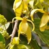 YLANG YLANG: BENEFITS, VARIETIES & USES