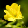 EVENING PRIMROSE OIL: THE EMOLLIENT OF THE ROYALS