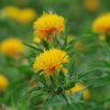 ALL ABOUT SAFFLOWER OIL