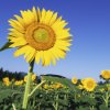 ALL ABOUT SUNFLOWER OIL