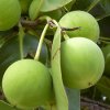 “GREEN GOLD” – THERAPEUTIC PROPERTIES & SIMPLE RECIPES FOR TAMANU OIL