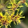 ALL ABOUT WITCH HAZEL DISTILLATE