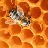 A BEGINNER’S GUIDE TO BEESWAX