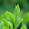 ALL ABOUT GREEN TEA EXTRACT