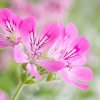 6 WAYS TO USE ROSE GERANIUM OIL IN AROMATHERAPY & COSMETICS