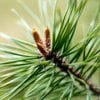 ALL ABOUT PINE OIL