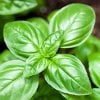 ALL ABOUT BASIL SWEET OIL