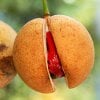 AN ESSENTIAL GUIDE TO NUTMEG OIL: HISTORY’S MYSTICAL SPICE