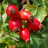 THE ANTI-AGING POWER OF ROSEHIP BOTANICAL EXTRACT