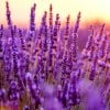 LAVENDER OILS 101: A HELPFUL GUIDE TO BUYING YOUR LAVENDER ESSENTIAL OIL