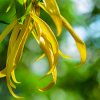 8 UPLIFTING USES OF YLANG YLANG ESSENTIAL OIL