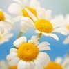 CHAMOMILE BENEFITS: A SOOTHING BOTANICAL EXTRACT FOR NATURAL BEAUTY