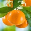 SENSATIONAL CITRUS: ORANGE ESSENTIAL OIL BENEFITS