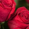 ROSE FLORAL WATER BENEFITS AND USES