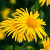 ARNICA HERBAL OIL – USES & BENEFITS