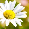 CHAMOMILE ESSENTIAL OIL – AN ANCIENT THERAPEUTIC OIL