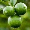 ALL ABOUT THE LIME ESSENTIAL OIL – FOR MIND AND BODY