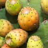 PRICKLY PEAR CARRIER OIL – A LUXURIOUS TREAT FOR SKIN AND HAIR