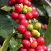 ALL ABOUT COFFEE OIL – BENEFITS AND USES FOR SKIN CARE