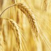 WHEAT GERM CARRIER OIL – BENEFITS AND USES FOR SKIN CARE