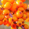 SEA BUCKTHORN: A VIBRANTLY RICH CARRIER OIL