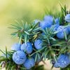 JUNIPER BERRY ESSENTIAL OIL: USES, BENEFITS, AND RECIPES